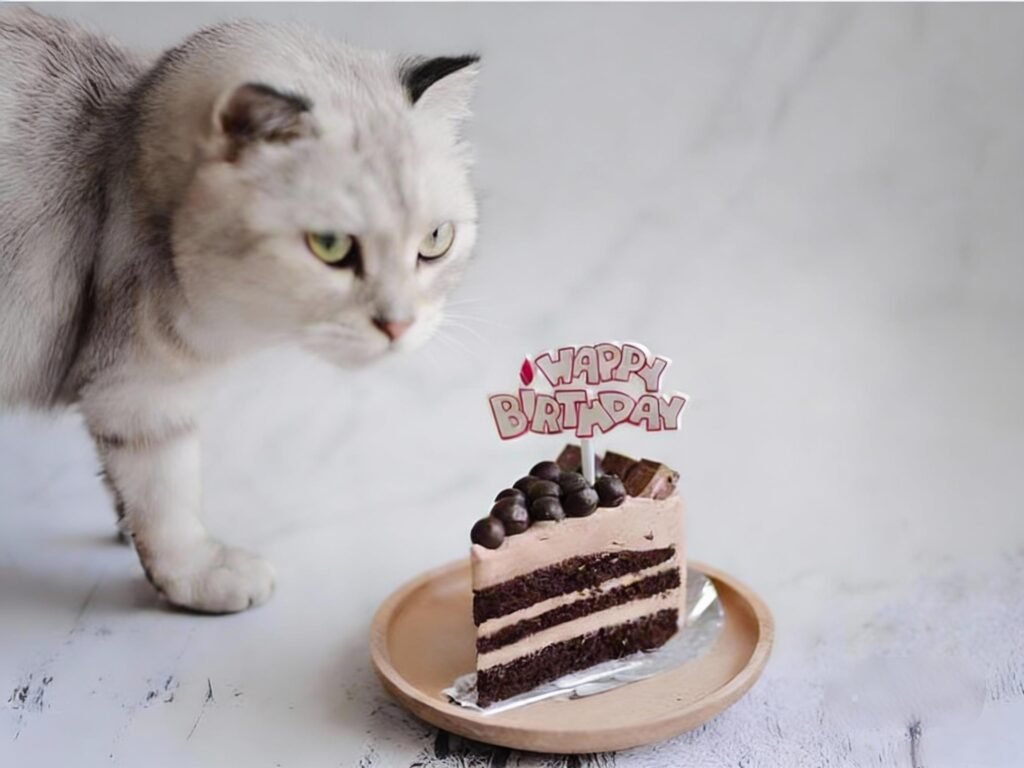 Cat with Chocolate Birthday Cake