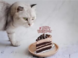 Cat with Chocolate Birthday Cake