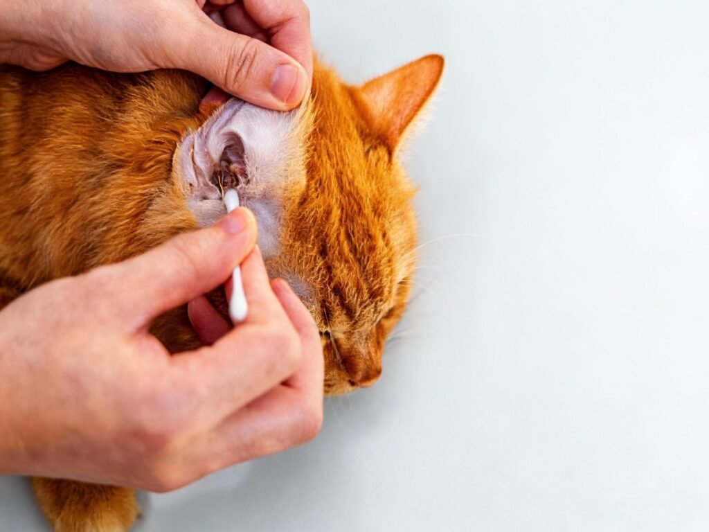 Close Up cleaning ears cat with cotton bud