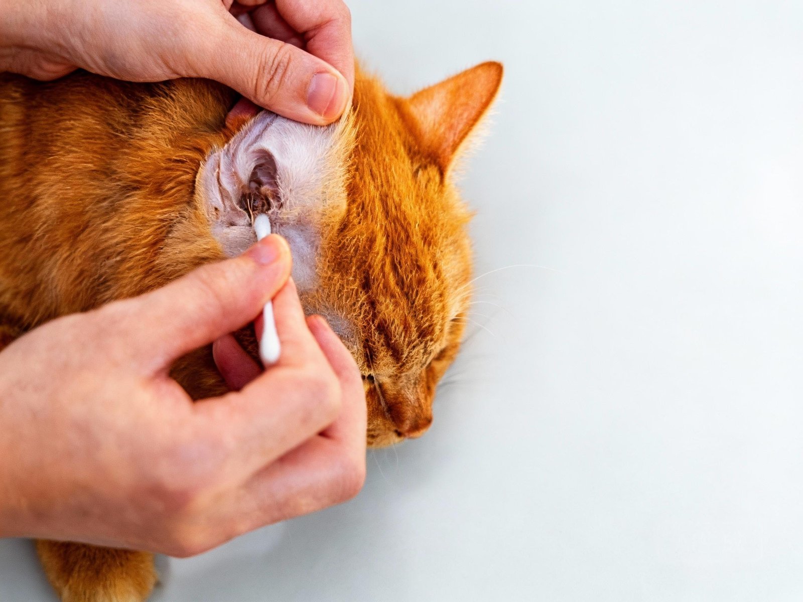 Close Up cleaning ears cat with cotton bud