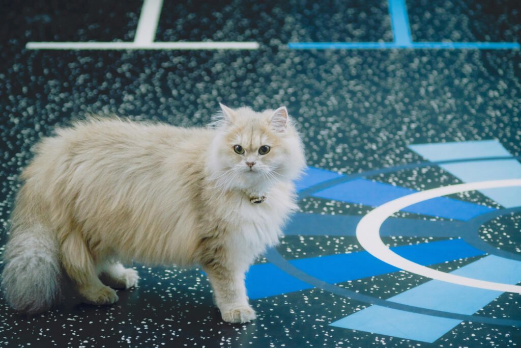 Fluffy Persian Cat on Modern Geometric Floor