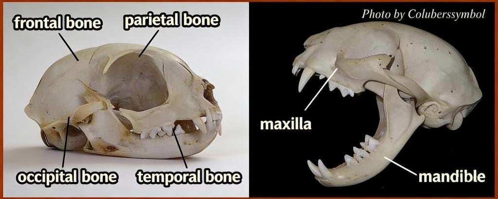 Photo of a cat skull
