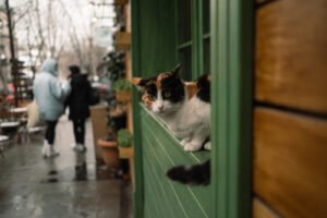 a calico cat sitting on the window