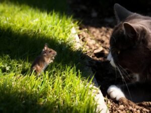 cat with mouse