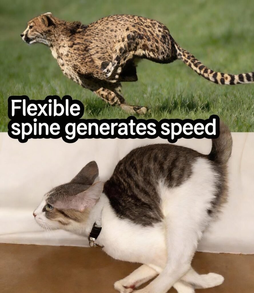 cheetah-like form during rapid movement