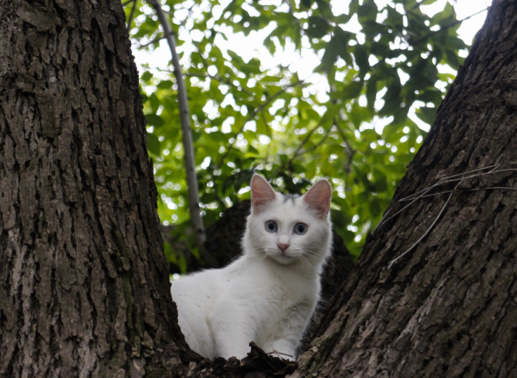 Cats hiding in the bushes