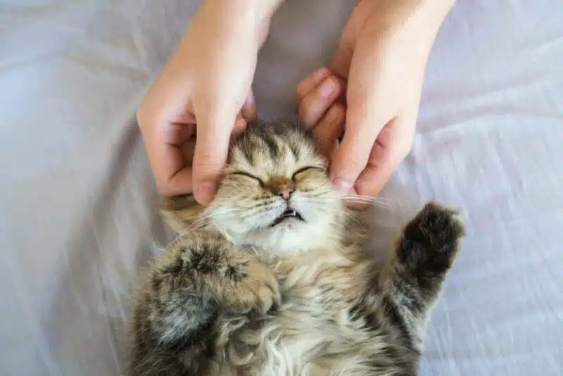 massage a cat