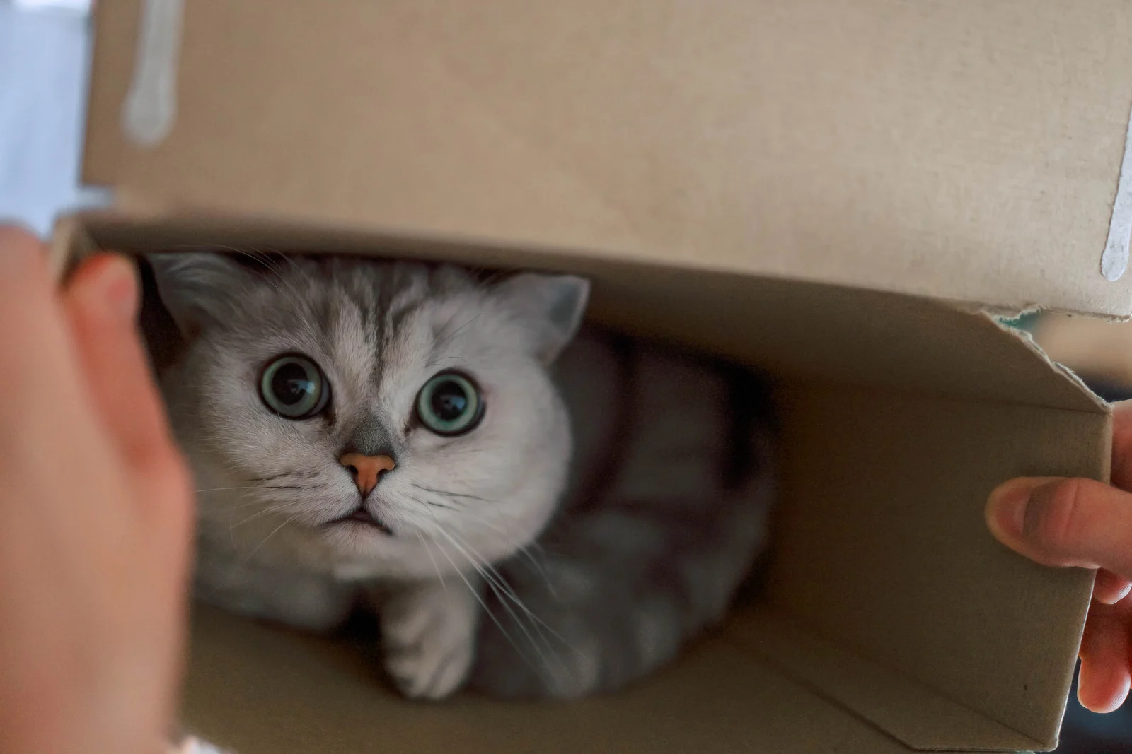 Gray Cat Inside Carton Box
