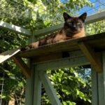 cat lay on his catio