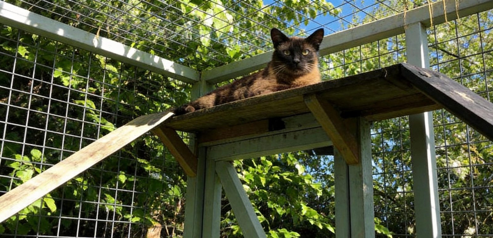 cat lay on his catio
