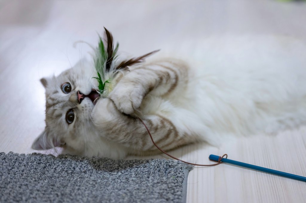 playing with a cat using wand toys