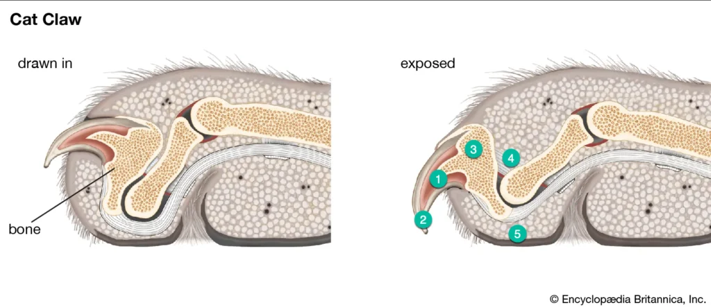 Cat Claw Structure