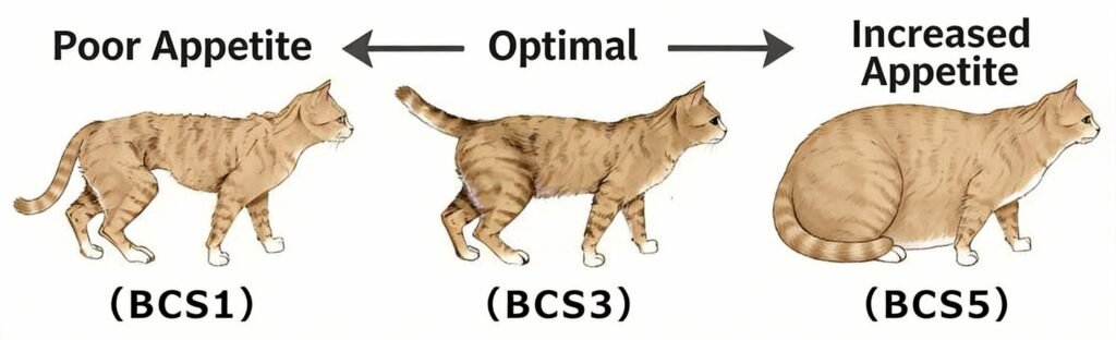 cat appetite BCS
