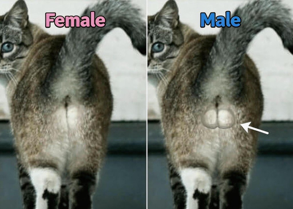 male cat testicle