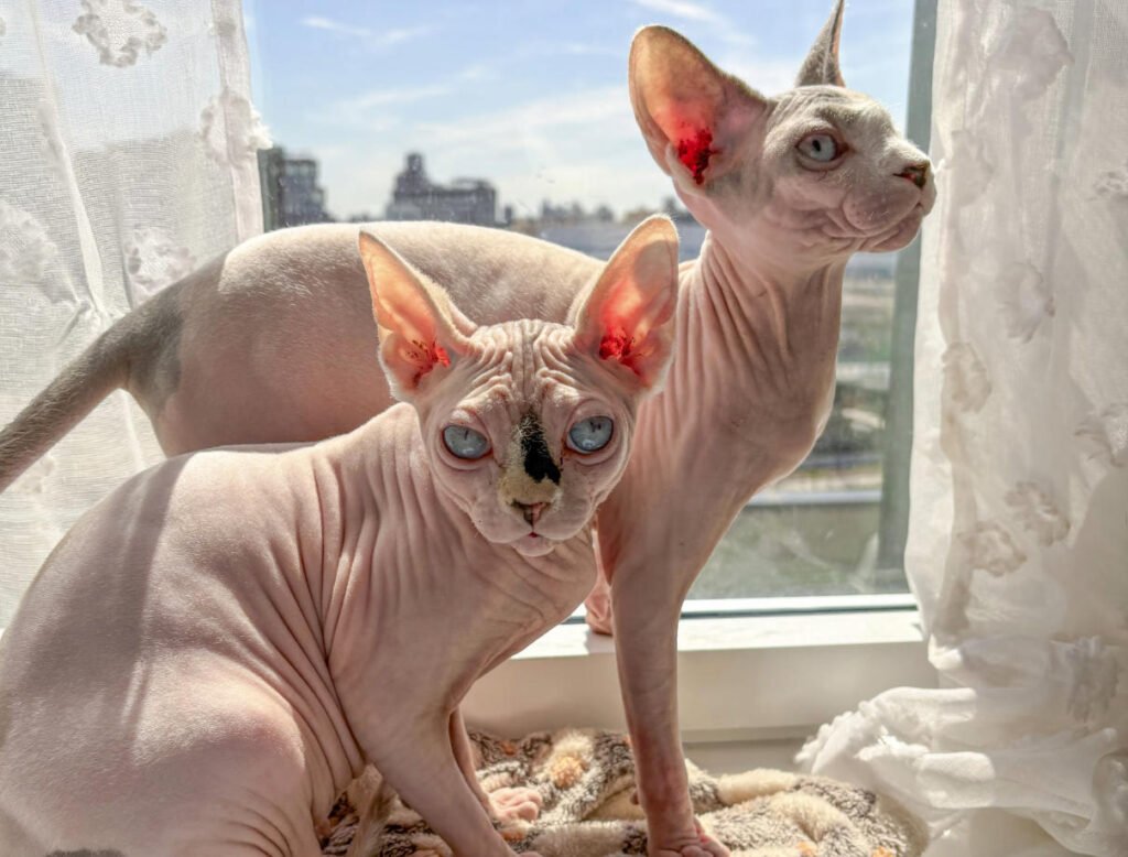 Hairless Cats