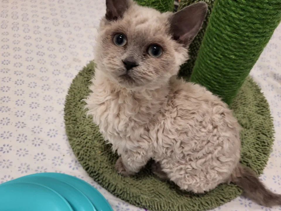 curly-haired Selkirk Rex kitten