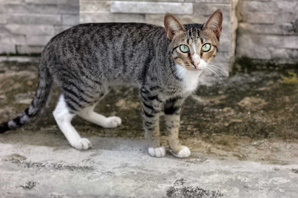 a Gray Tabby Cat