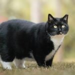 Black and white cat standing on grass with a blurred nature background.