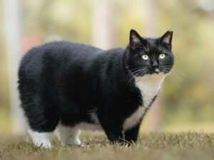 Black and white cat standing on grass with a blurred nature background.