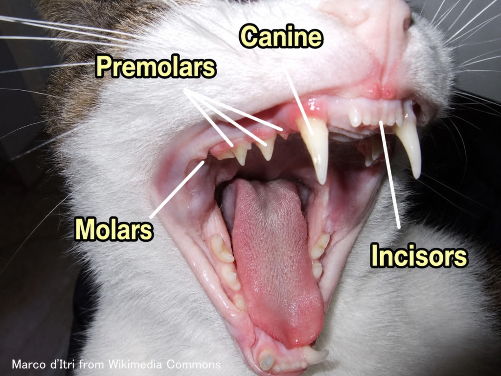 Adult Cat Teeth