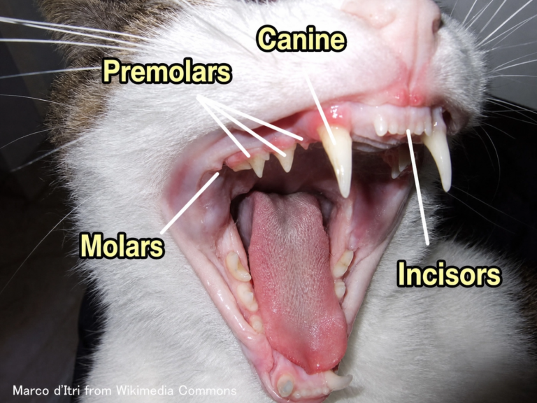 Extra Cat Tooth A Guide to Cat Teeth: From Number and Types to Diseases - Cat Care Life