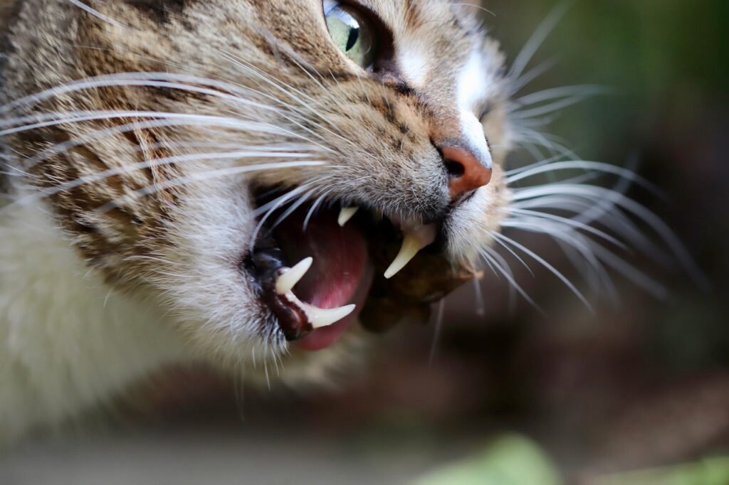 cat, teeth, domestic cat, domestic animal, pet, mackerel, cat eyes, animal, cat face, wolf down, whiskers, wildlife