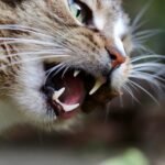 cat, teeth, domestic cat, domestic animal, pet, mackerel, cat eyes, animal, cat face, wolf down, whiskers, wildlife