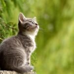 cat, young animal, kitten, gray cat, gray kitten, feline, pet, curious, animal, nature, mammal, animal world, portrait, cat portrait