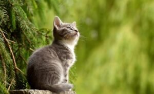 cat, young animal, kitten, gray cat, gray kitten, feline, pet, curious, animal, nature, mammal, animal world, portrait, cat portrait