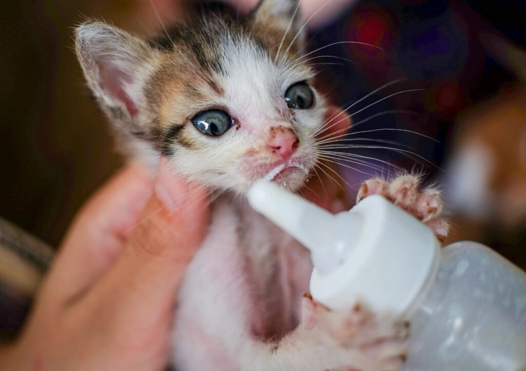 Adorable kitten being bottle-fed, foam appears around the kitten's mouth.