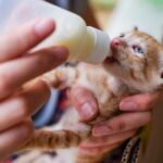 A cute ginger kitten being fed with a bottle by hand, showing love and care.