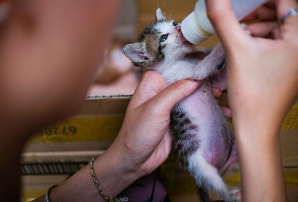 A heartwarming scene of a newborn kitten being bottle-fed by hand in Vietnam.