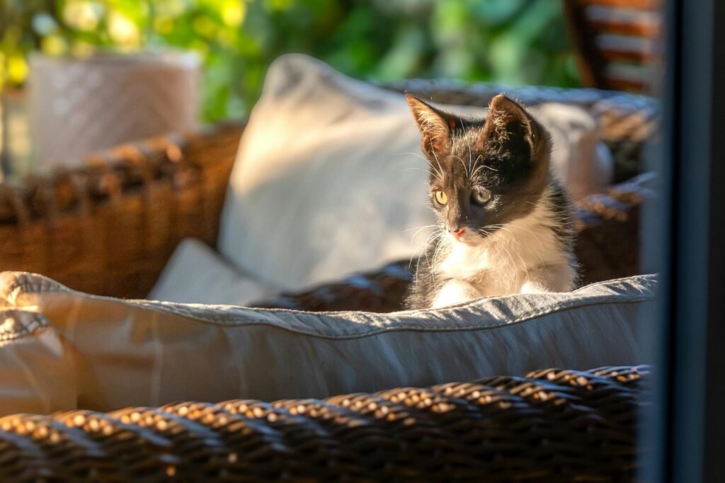 Cute black and white kitten enjoying sunlight on a wicker sofa. Cozy and tranquil setting for pet lovers.