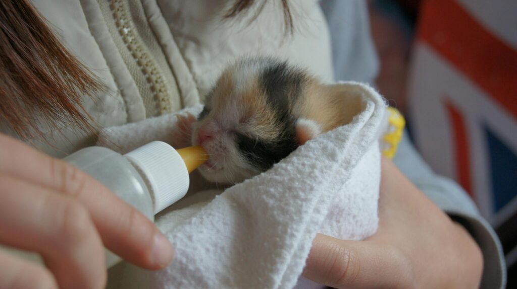 Close-up of a small kitten being fed with a bottle while wrapped in a blanket by a caregiver.