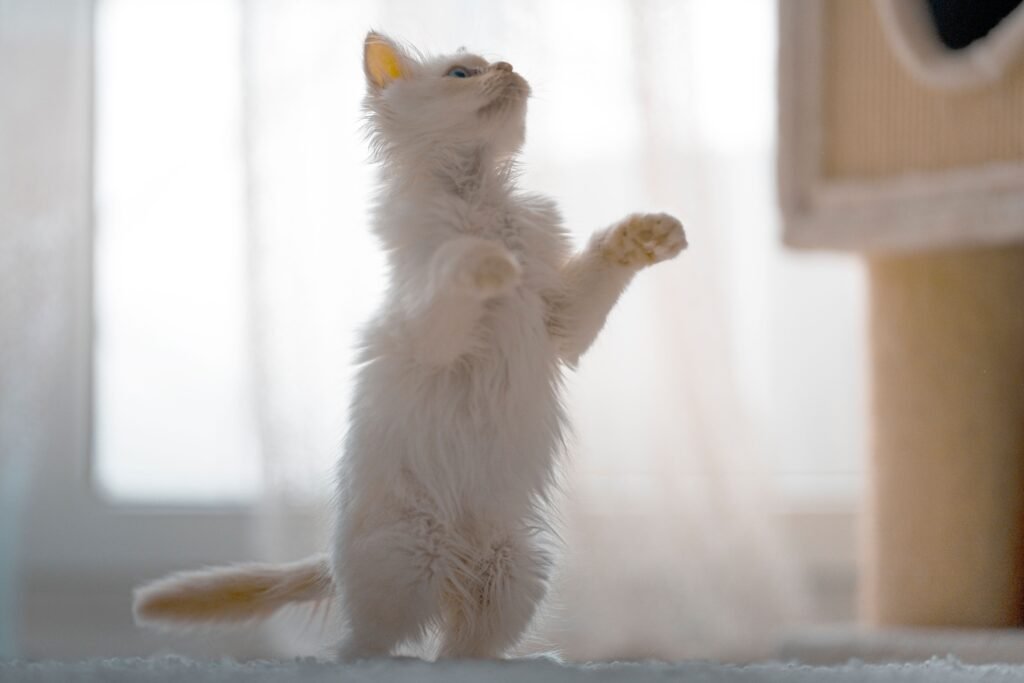 Adorable fluffy white kitten playfully standing on hind legs indoors.