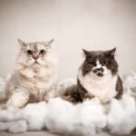 Two fluffy cats atop a soft, pillow-like surface indoors, showcasing their adorable looks.