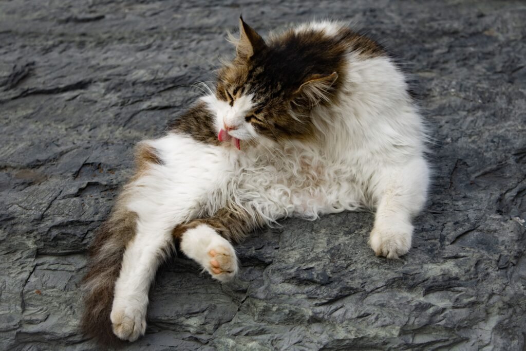 A fluffy cat leisurely grooming itself while lying on a rugged rocky surface.