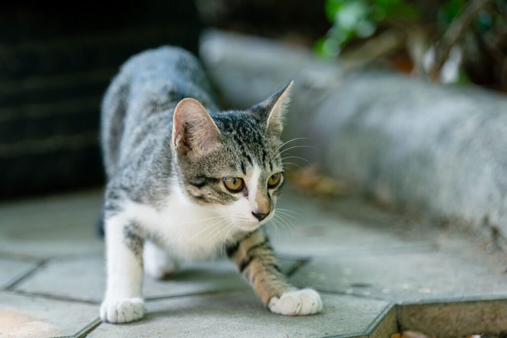 A curious cat exploring an outdoor garden path in Battambang Province, Cambodia.