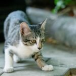 A curious cat exploring an outdoor garden path in Battambang Province, Cambodia.