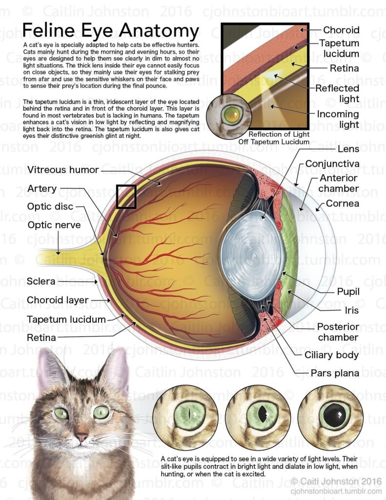 cat eye anatomy diagram