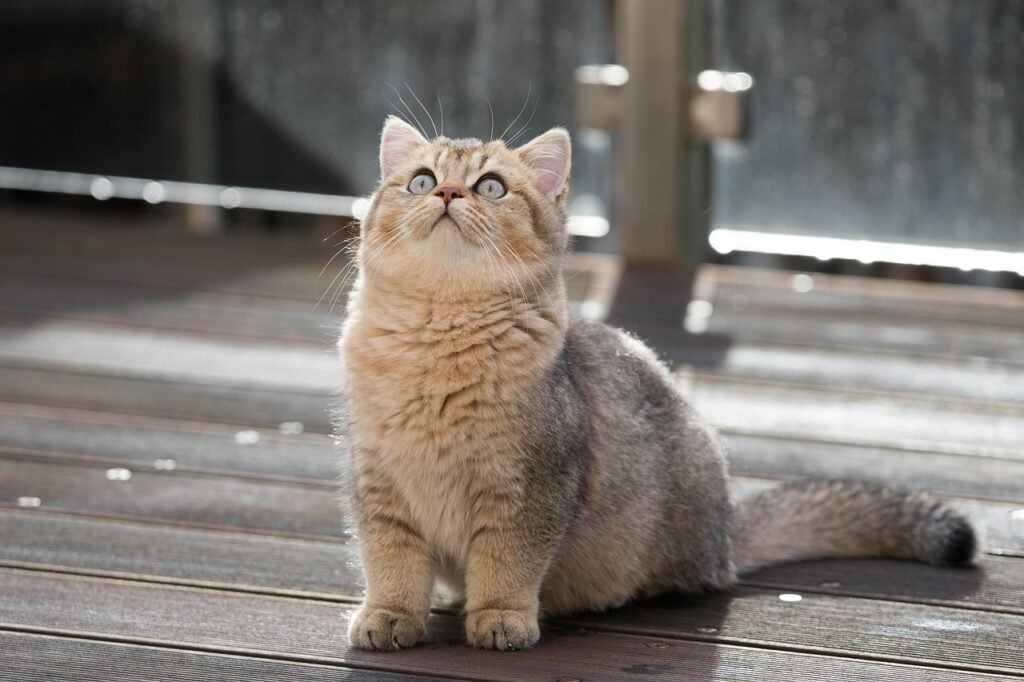british shorthair, cat, pet, kitten, animal, tabby, bkh, domestic, feline, mammal, fluffy, whiskers, nature, cute, black-golden-ticked-tabby, closeup