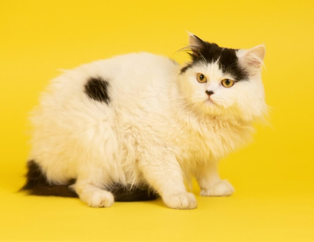 animal, cat, persian cat, feline, pet, mammal, breed, nature, fur, whiskers