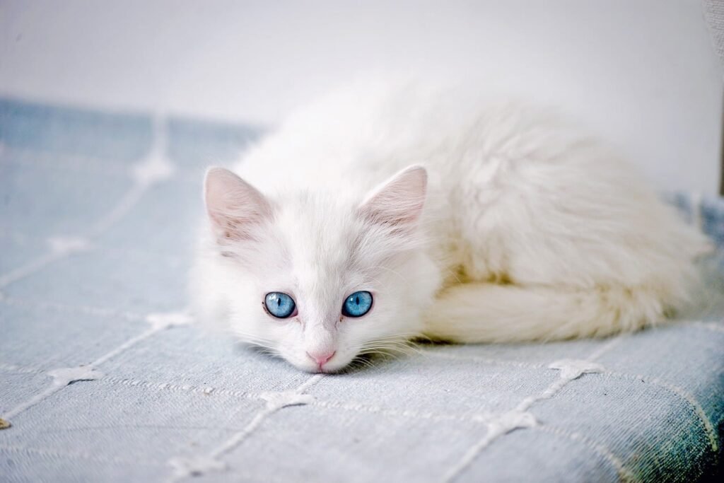 cat, kitten, white cat, mammal, lovely, cat portrait, pets, animal, cute cat, cat eyes, hairy, pet, cat photography, white hair, nature, curious
