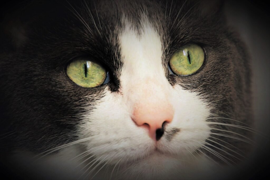 eyes, cat, portrait, animals, head, fluffy, mustache, appearance, pet, young, iris, animal, kitty, looking for, close up, look, looks, attention, fur, an interesting, bored, sad, sweet, nature, black and white, admirable