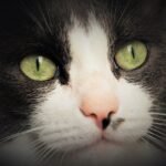 eyes, cat, portrait, animals, head, fluffy, mustache, appearance, pet, young, iris, animal, kitty, looking for, close up, look, looks, attention, fur, an interesting, bored, sad, sweet, nature, black and white, admirable