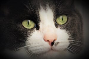 eyes, cat, portrait, animals, head, fluffy, mustache, appearance, pet, young, iris, animal, kitty, looking for, close up, look, looks, attention, fur, an interesting, bored, sad, sweet, nature, black and white, admirable