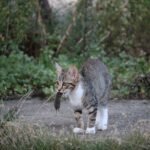 cat, pet, mousehunt film, mouse, kitten, animal, cat baby, domestic cat