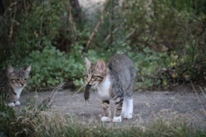 cat, pet, mousehunt film, mouse, kitten, animal, cat baby, domestic cat