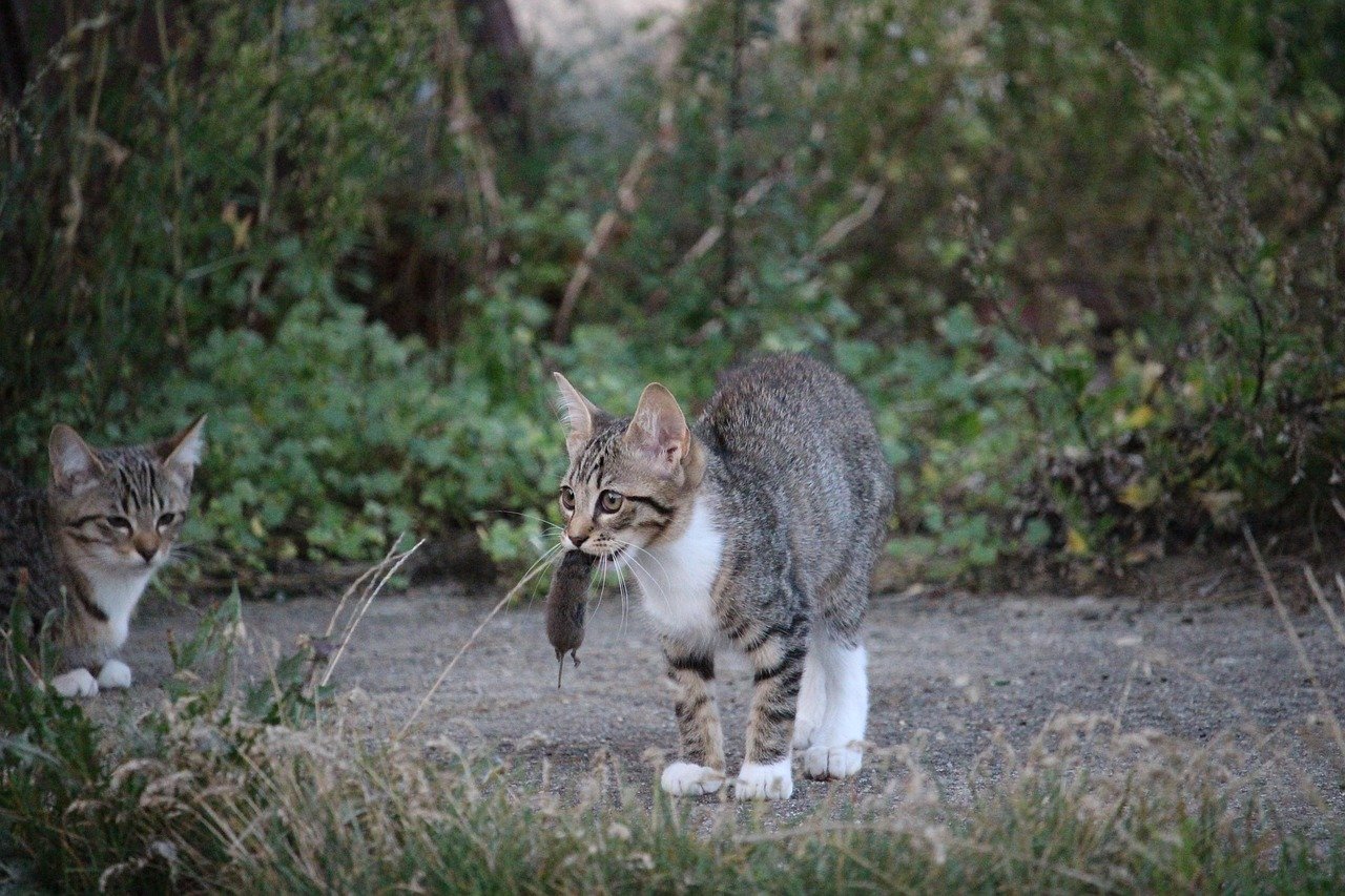 cat, pet, mousehunt film, mouse, kitten, animal, cat baby, domestic cat