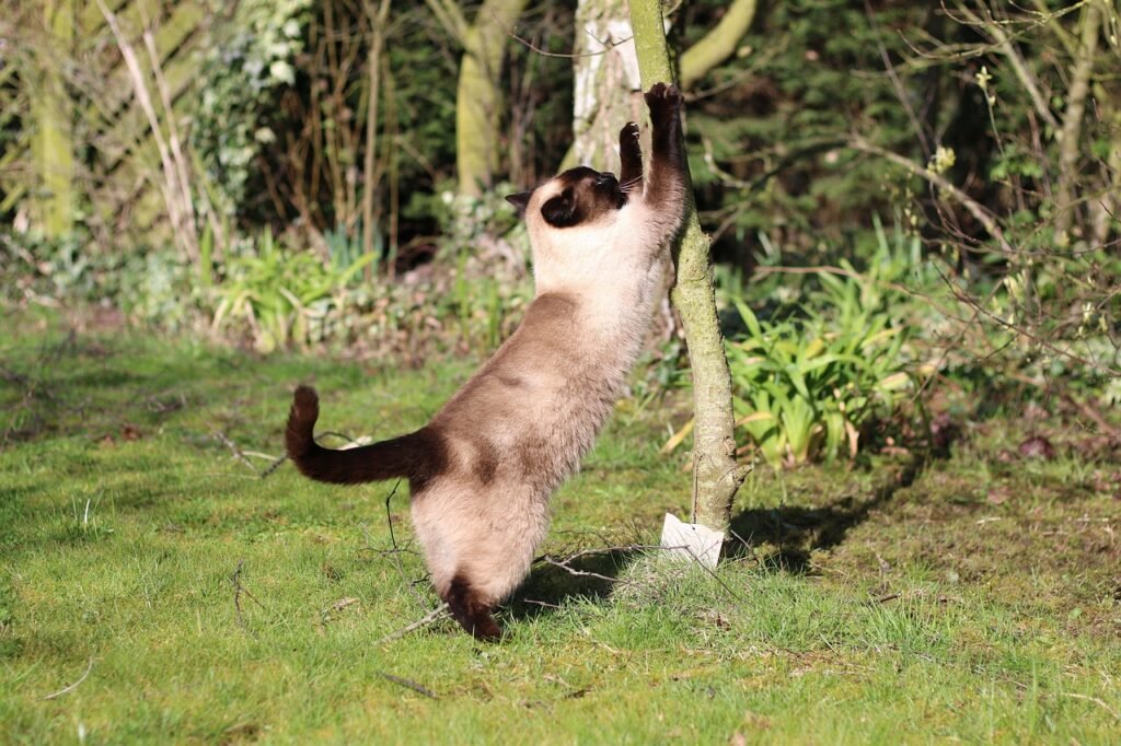 cat, animal, siamese, domestic animal, pet